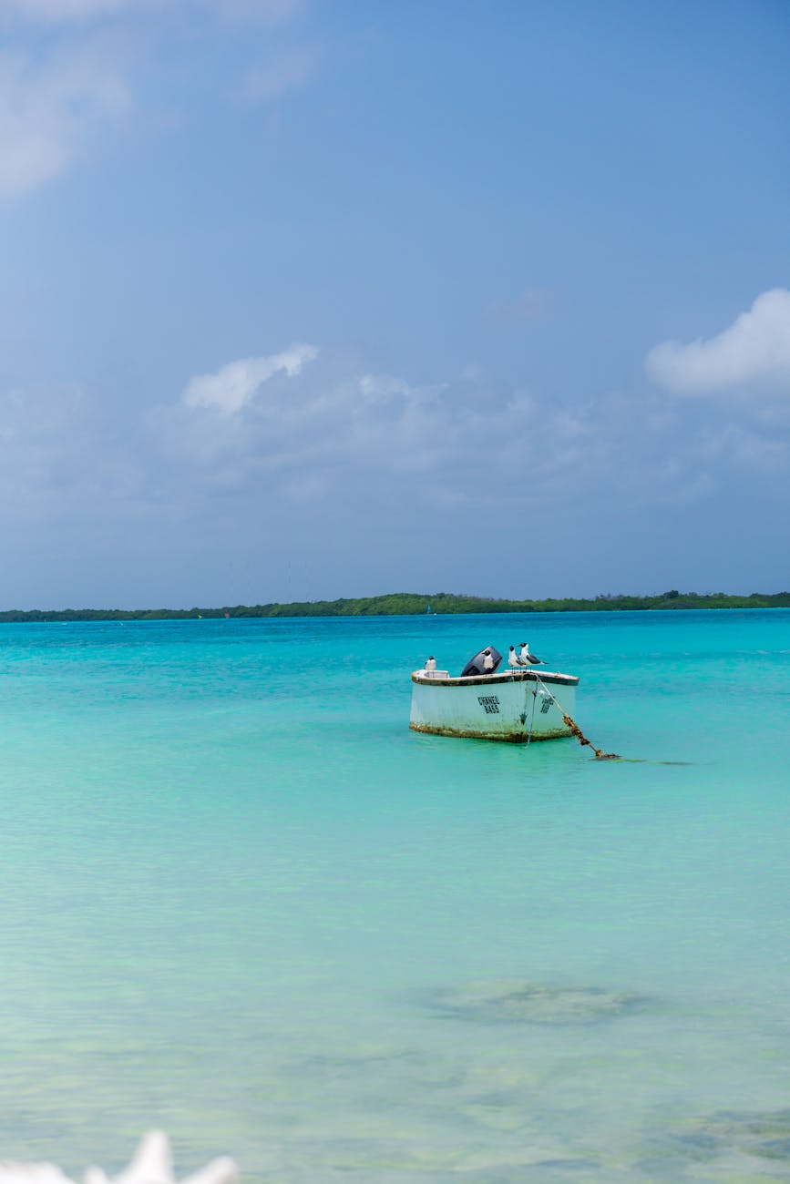 tranquil azure waters of bonaire with seagulls