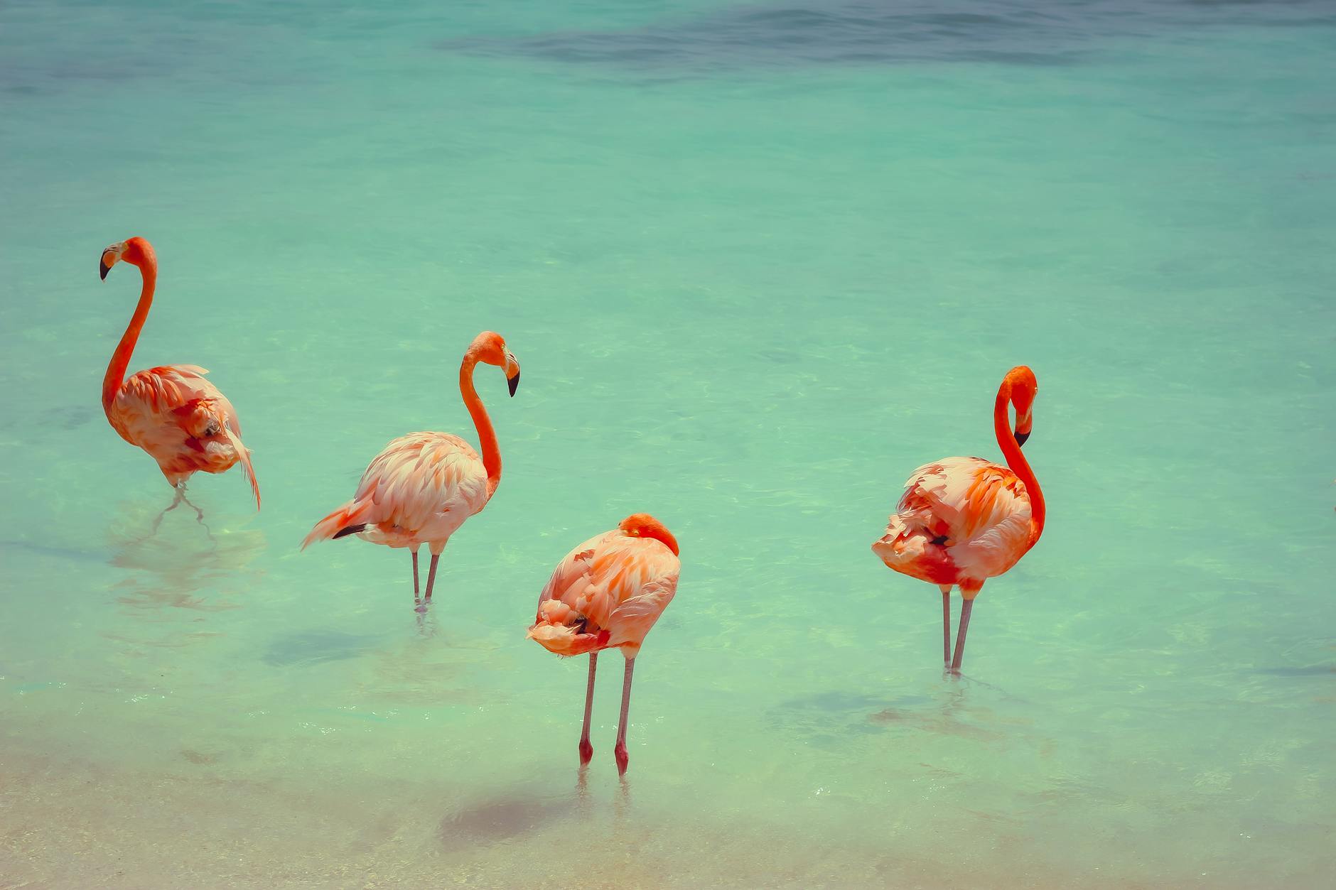 A Dream Come True: Where to See Flamingos in Aruba